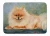 Pomeranian Rug