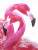 Pink Flamingo Love Throw Blanket