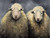 Two Fluffy Sheep Throw Blanket