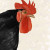 Black Rooster Duvet Cover - Queen