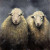 Fluffy Sheep Duvet Cover - Queen