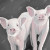 Pink Pigs on Black Duvet Cover - Queen