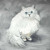 White Persian Cat Duvet Cover - Queen