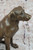 Labrador Bronze Statue