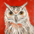 Owl on Red Fine Art Print