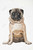 Pug Canvas Wall Art 