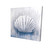 Seashell Canvas Art