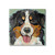 Bernese Mountain Dog Canvas Wall Art