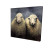 Fluffy Sheep Fine Art Print