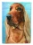 Irish Setter Flag