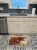 Irish Setter Dog Kitchen Rug