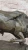 Dynamic Charging Bull Bronze Sculpture on Marble Base - Comeolera