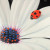 Ladybug Outdoor Rug
