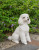 Poodle Statue - White