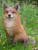 Red Fox Statue - Sitting
