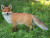 Red Fox Standing Statue