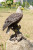 Bald Eagle Statue - Wings Out