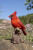 Singing Cardinal Statue - Motion Activated