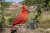 Singing Cardinal Statue - Motion Activated