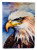 Bald Eagle Gaze House Flag