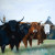 Four Cows Shower Curtain