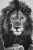 African Lion King Bath Mat