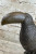 Toucan Bird Sculpture