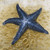 Starfish Pillow