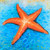 Starfish Pillow