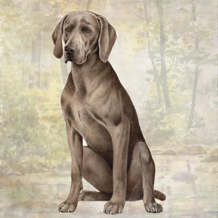 Weimaraner Coaster - Set of 4