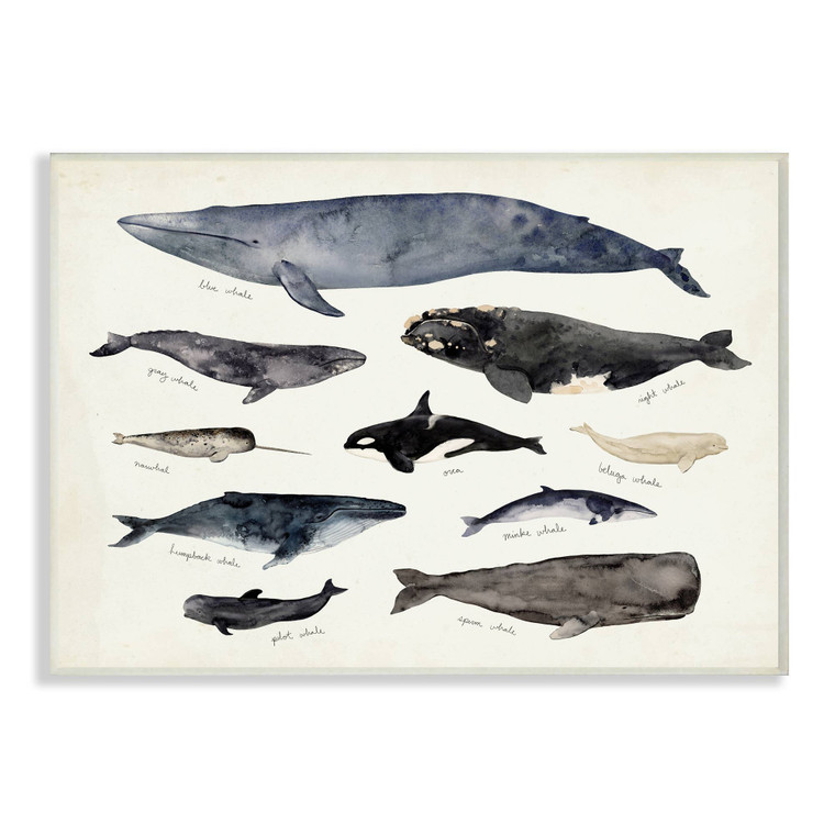 Vintage Whale Species Chart Wall Plaque