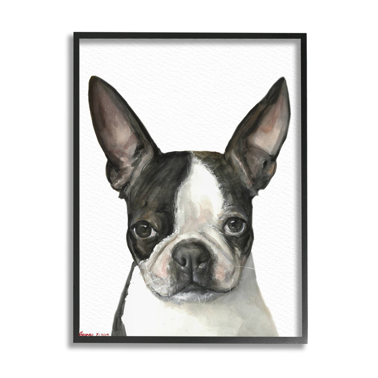 Boston Terrier Portrait Framed Art Print