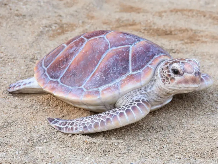 Sea Turtle Statue