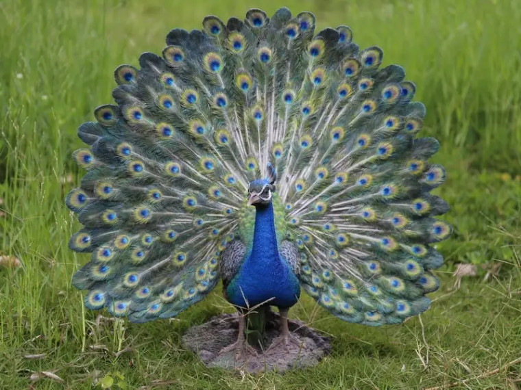 Peacock Statue - with Feathers Out