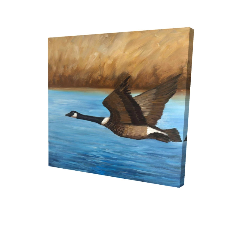 Flying Canadian Goose Fine Art Print