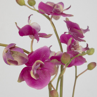 Glory Orchid Orchid (60220)