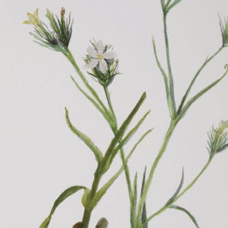 Botanical Flowers Framed Prints, S/9 (32339)