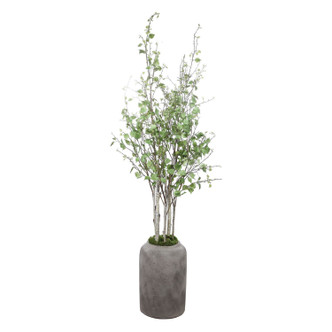 Aldis River Birch (60146)