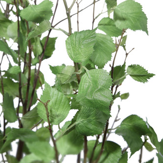 Aldis River Birch (60146)