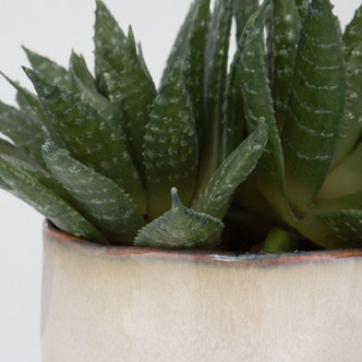 Doha Succulent Accent (60213)