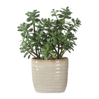 Crassula Jade Accent Plant (60226)