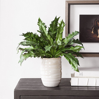 Verdure Fern Glazed Pot (60229)