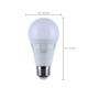 Light Bulb (S11772R1)