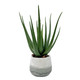 Uttermost - 60262 - Aloe Plant - Veranda - Aged White And Blue-gray