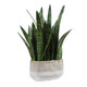 Sansera Snake Accent Plant (60271)