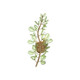 Bridget Two Light Wall Sconce (BGT-331-SG-GR)