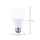 Light Bulb (S12143)