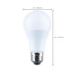 Light Bulb (S14343)