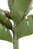 Banana Leaf 12 Light Chandelier