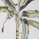 Banana Palm Framed Prints, Set/2